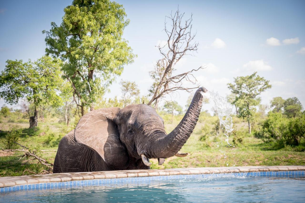 Kambaku River Sands Timbavati Game Reserve Exterior photo