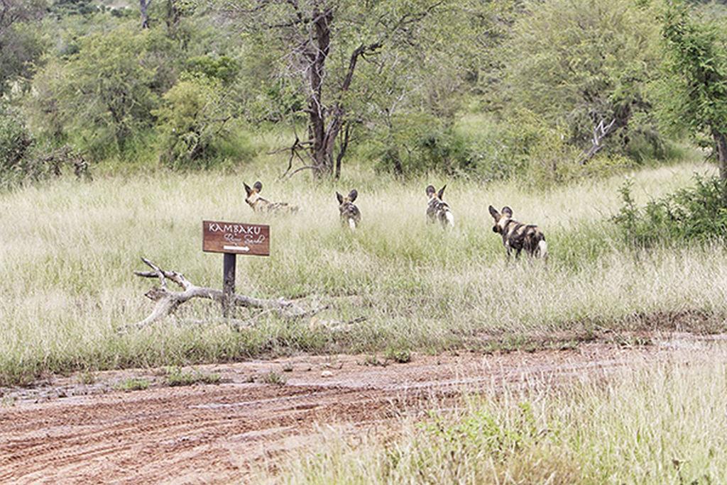 Kambaku River Sands Timbavati Game Reserve Exterior photo